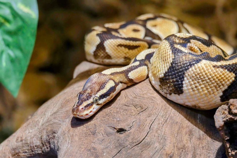 Symbolfoto: python erschienen faule Germany current affairs