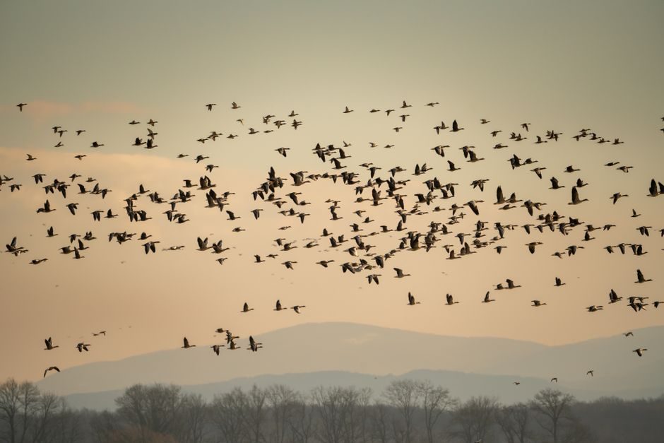 Illustrative photo: flock defends surveillance Croatia current affairs